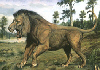Panthera Leo - 11/9/03