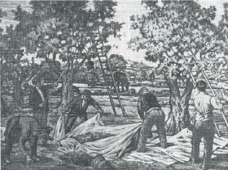 La raccolta delle olive / The olives harvest - (immagine inserita sul web il 22/7/01)